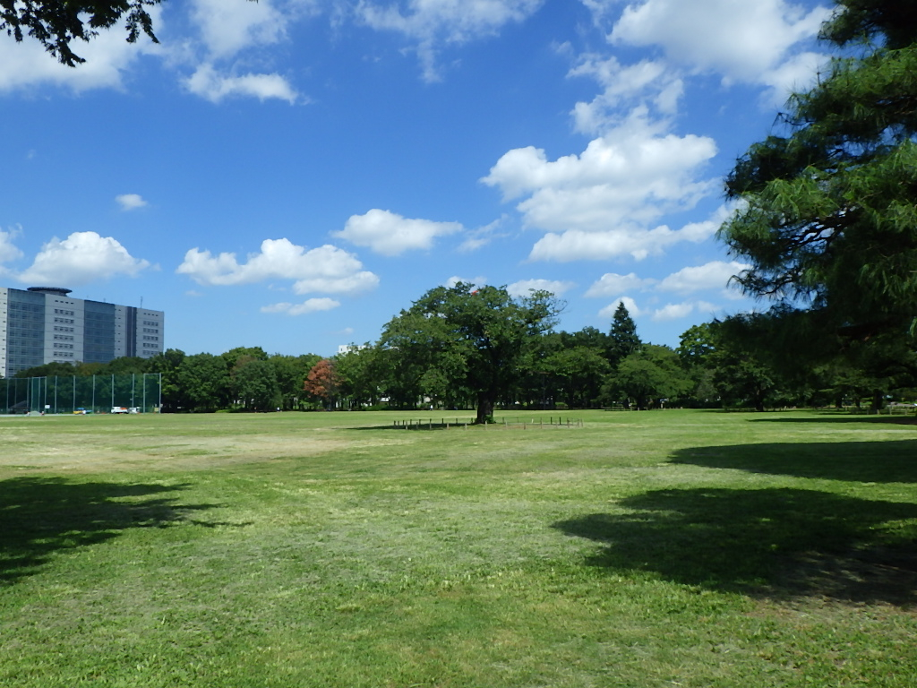 なぜ紙飛行機の聖地に？武蔵野中央公園の歴史と2026年最新攻略法