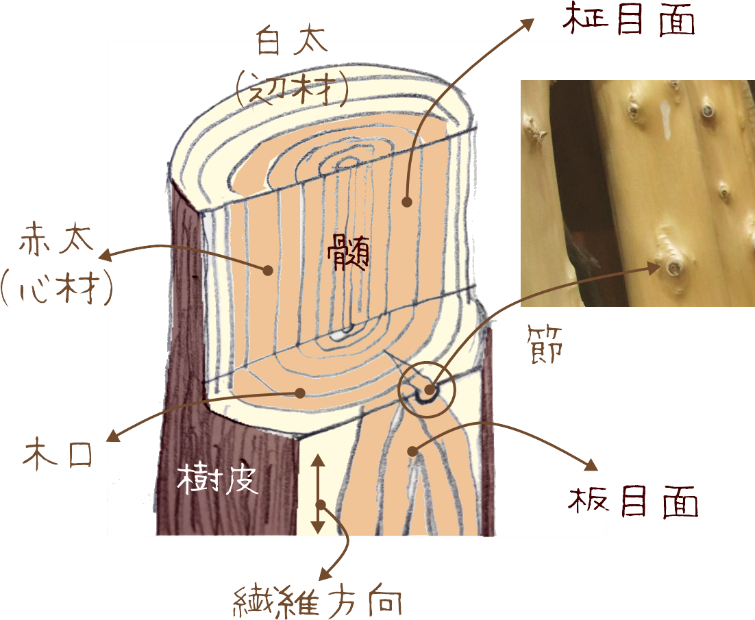 温帯低気圧の仕組みとは？台風との違いと危険な誤解を徹底解説