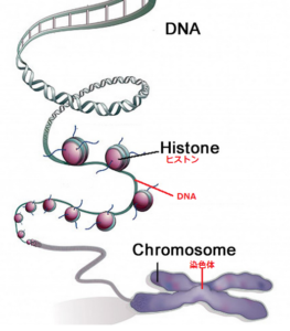 【速報】 Dna と 染色体 の 違い 2026年最新芸能速報 #729