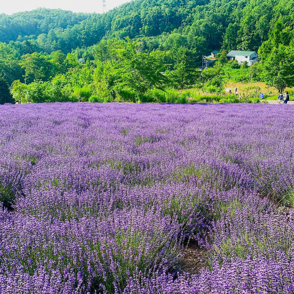 【2026年最新】多部未華子の「顔の印象変化」を徹底追跡！ 整形説の真相と大人女優としての圧倒的美学