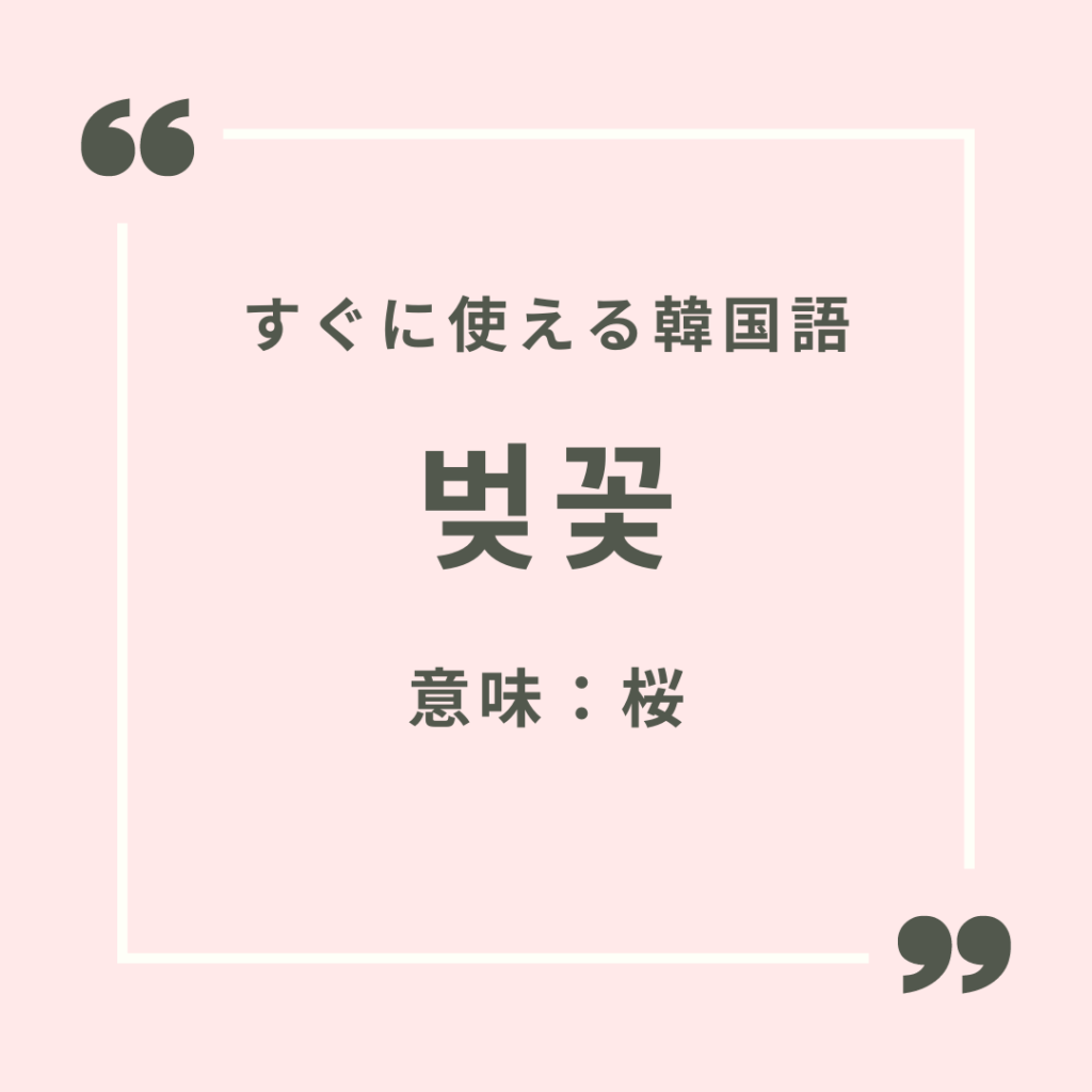 桜の韓国語「벚꽃」の正しい発音は？おとりサクラの真相まで徹底解説！