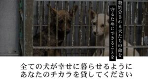 【速報】 ピース ワンコ ジャパン 悪評 最新熱愛噂まとめ #746