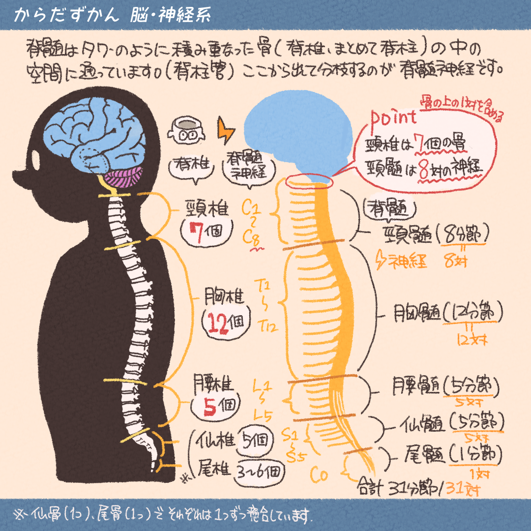 脊髄小脳変性症に向き合う有名人『1リットルの涙』と最新研究の今