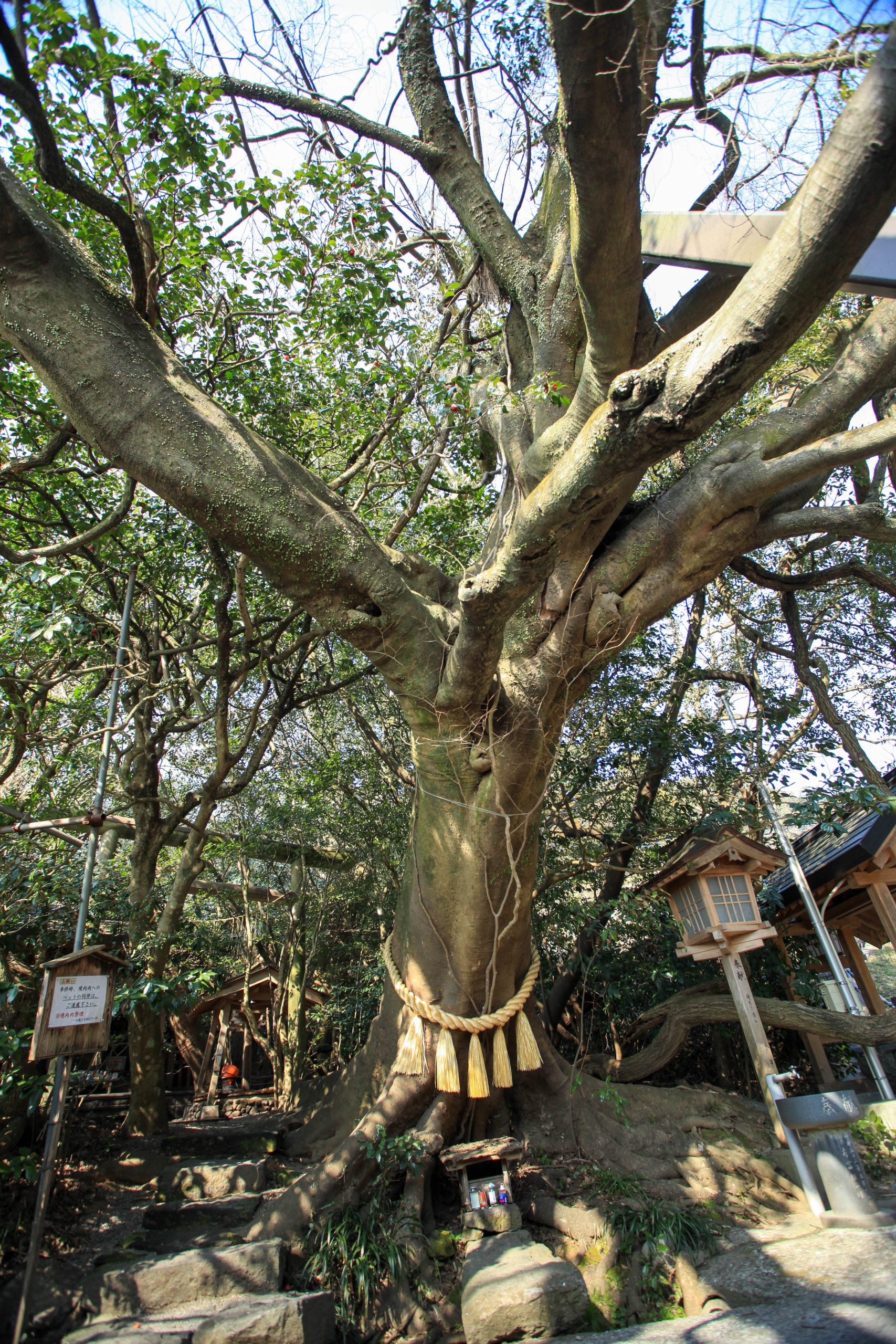 八大龍王神社で奇跡が続く真相と正しい参拝作法｜呼ばれる人の特徴