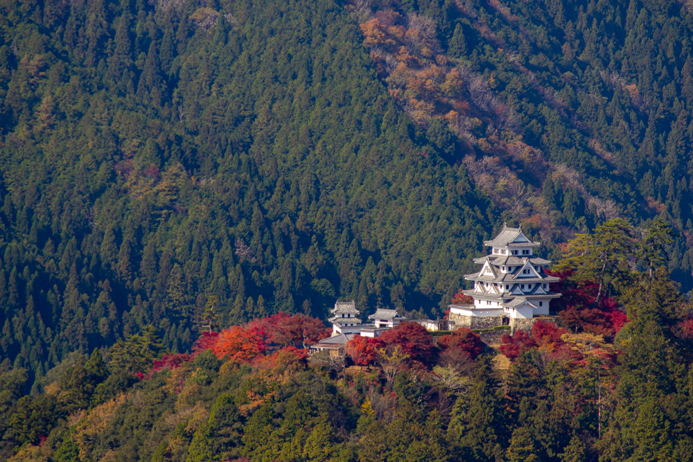 【2026年最新現地レポ】水音と躍動が織りなす岐阜の奇跡。郡上八幡の歴史・水文化・ガストロノミーを巡る大人旅