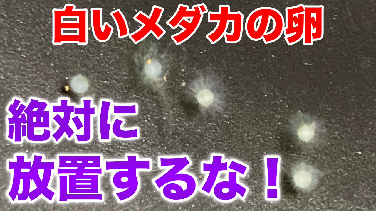 メダカの卵が白い原因と対処法｜無精卵の見分け方と全滅を防ぐ管理術