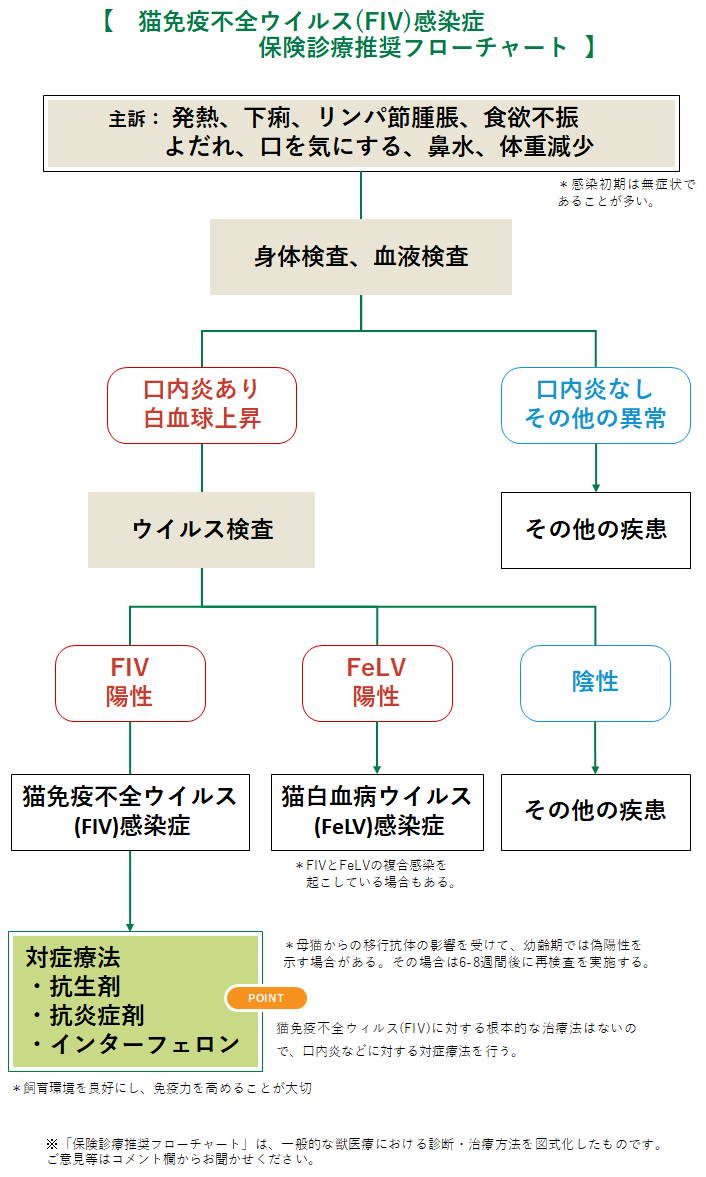 猫エイズは人にうつらない——愛猫を守るために知るべき感染の真実と多頭飼いの覚悟
