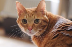 茶トラ猫は本当に甘えん坊？オス・メスの決定的な差と凶暴化の真相