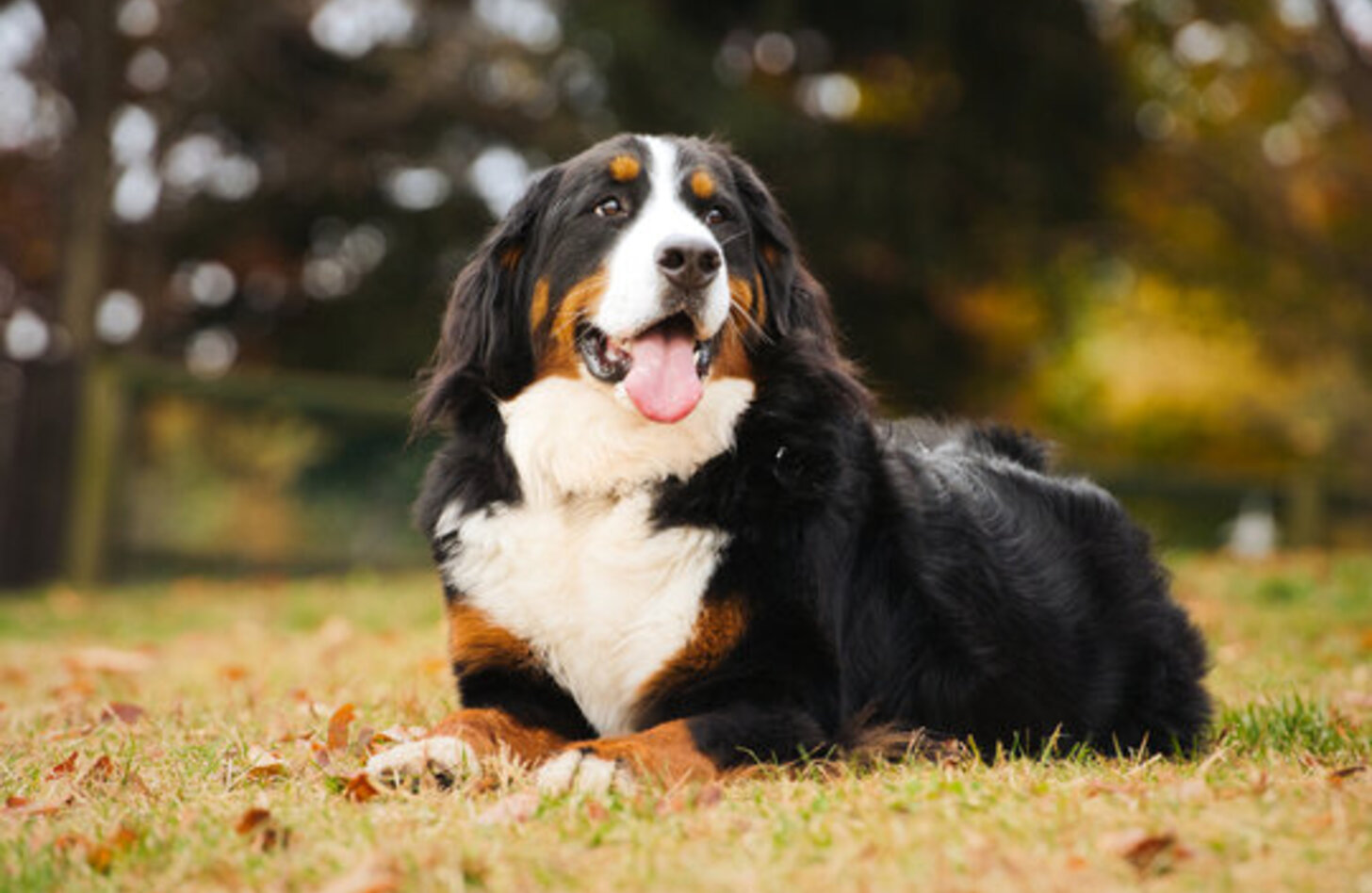 温厚な巨犬バーニーズの光と影！後悔しない寿命と健康管理の極意