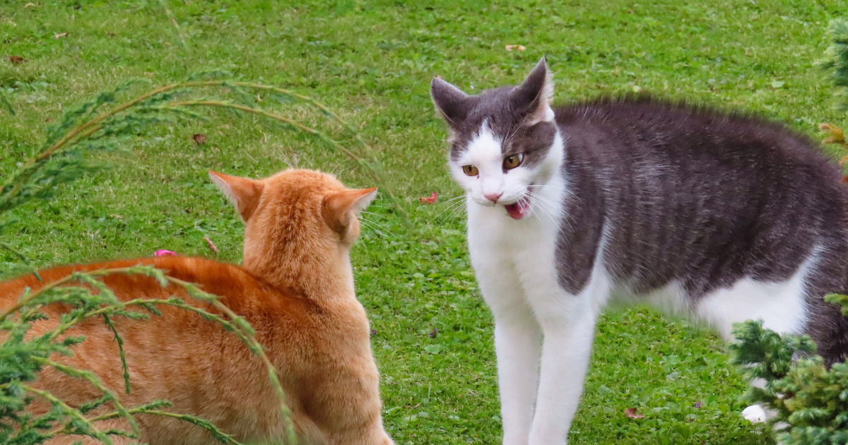 夜通しの鳴き声に悩む飼い主へ：2026年最新獣医学が明かす「猫の発情期」対処法とストレスゼロの共生術