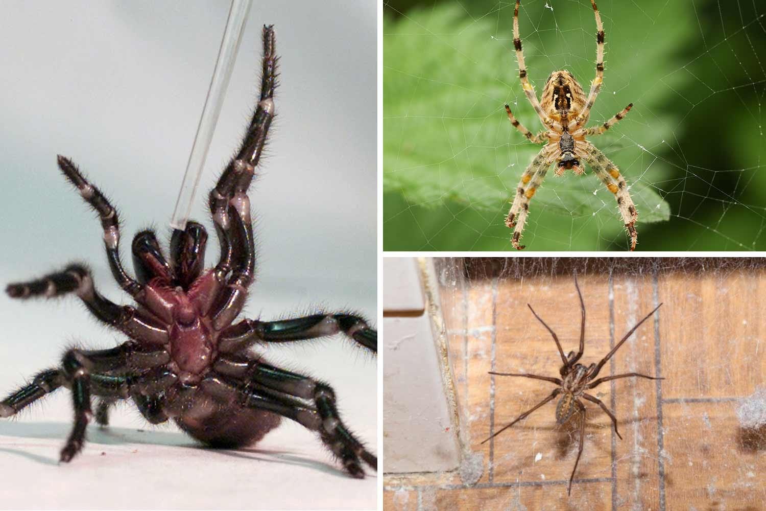 Spiders in the Uk That Bite