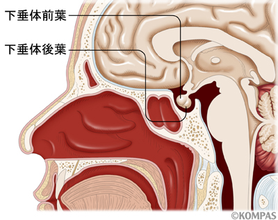 【まとめ】 下 垂体 腺腫 よしこ 最新写真集＆動画まとめ #639