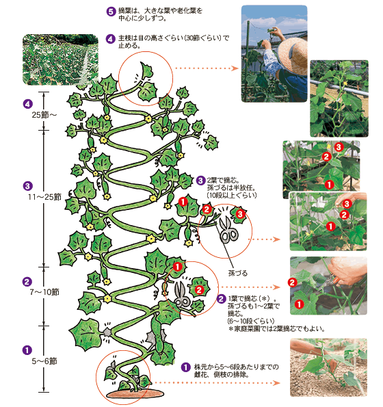 【2026年】きゅうりの育て方は摘芯で決まる！収穫が倍増する整枝術