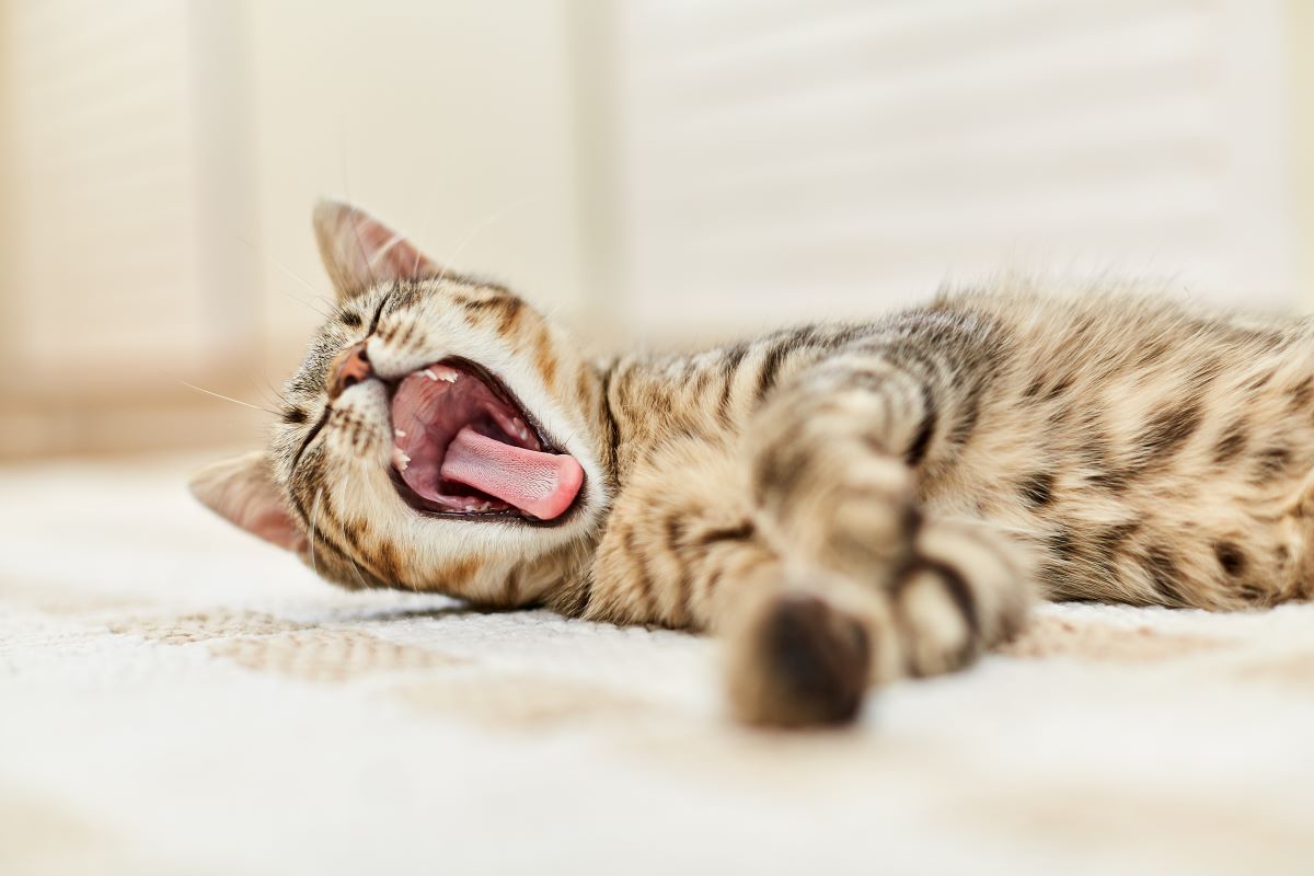 猫のあくびが多い理由とは？眠気と危険な病気のサインを見分ける基準