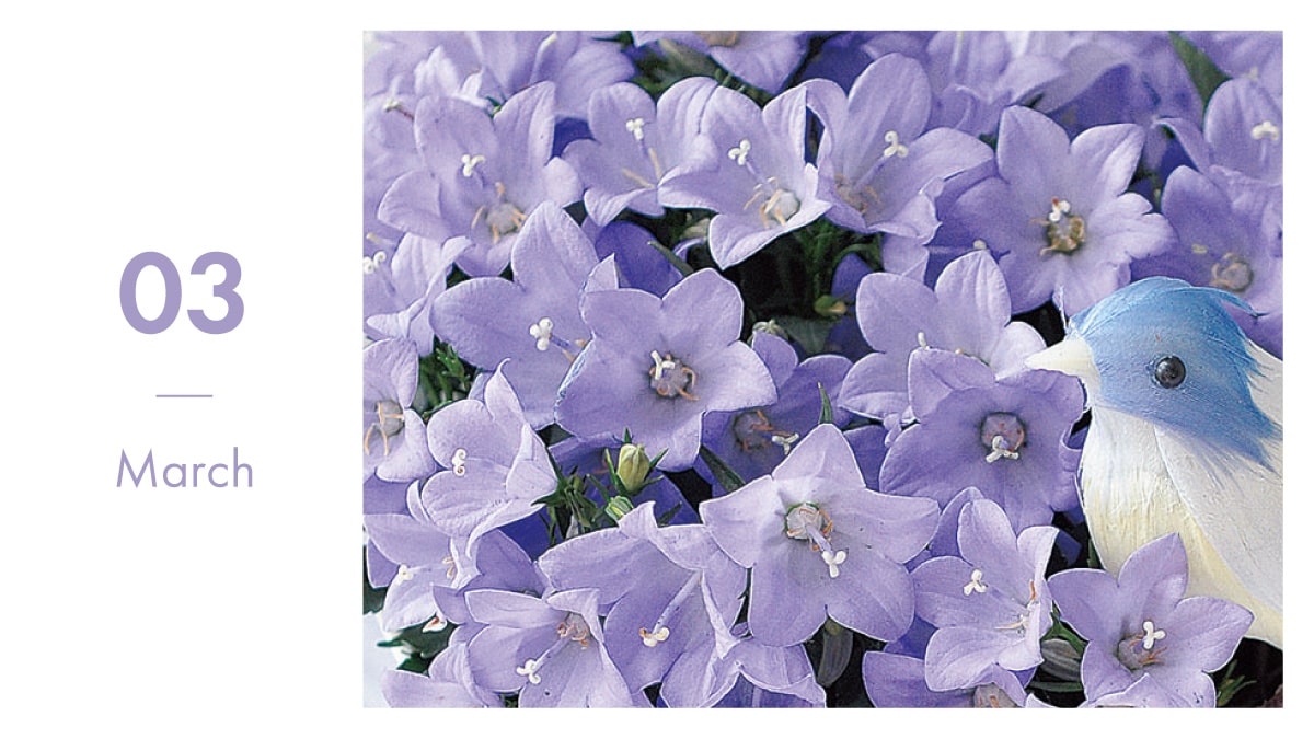 3月の花選び決定版｜卒業送別で喜ばれる人気品種と意外な花言葉の真相