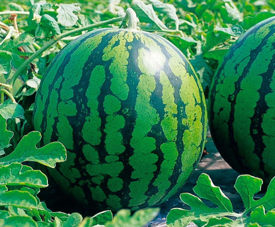 スイカは野菜か果物か？農水省の定義「果実的野菜」の真相と違いを徹底解説