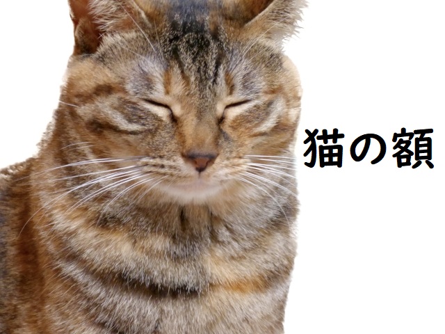 丸七の極厚焼きカツ丼はなぜ人を惹きつけるのか？整理券と噂の真相