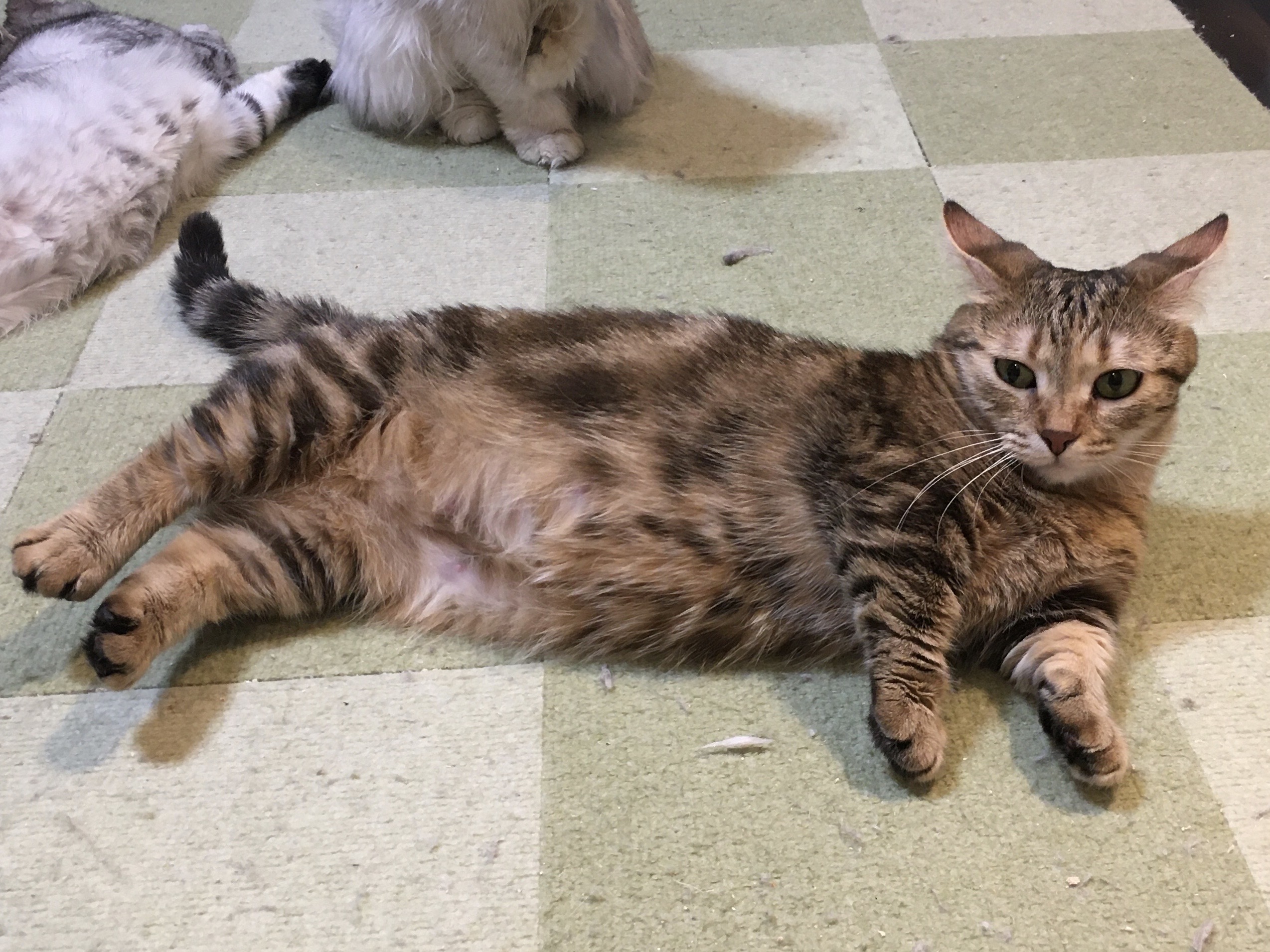 猫やうさぎの夜運動会はなぜ？薄明薄暮性の真実と生態対策ガイド