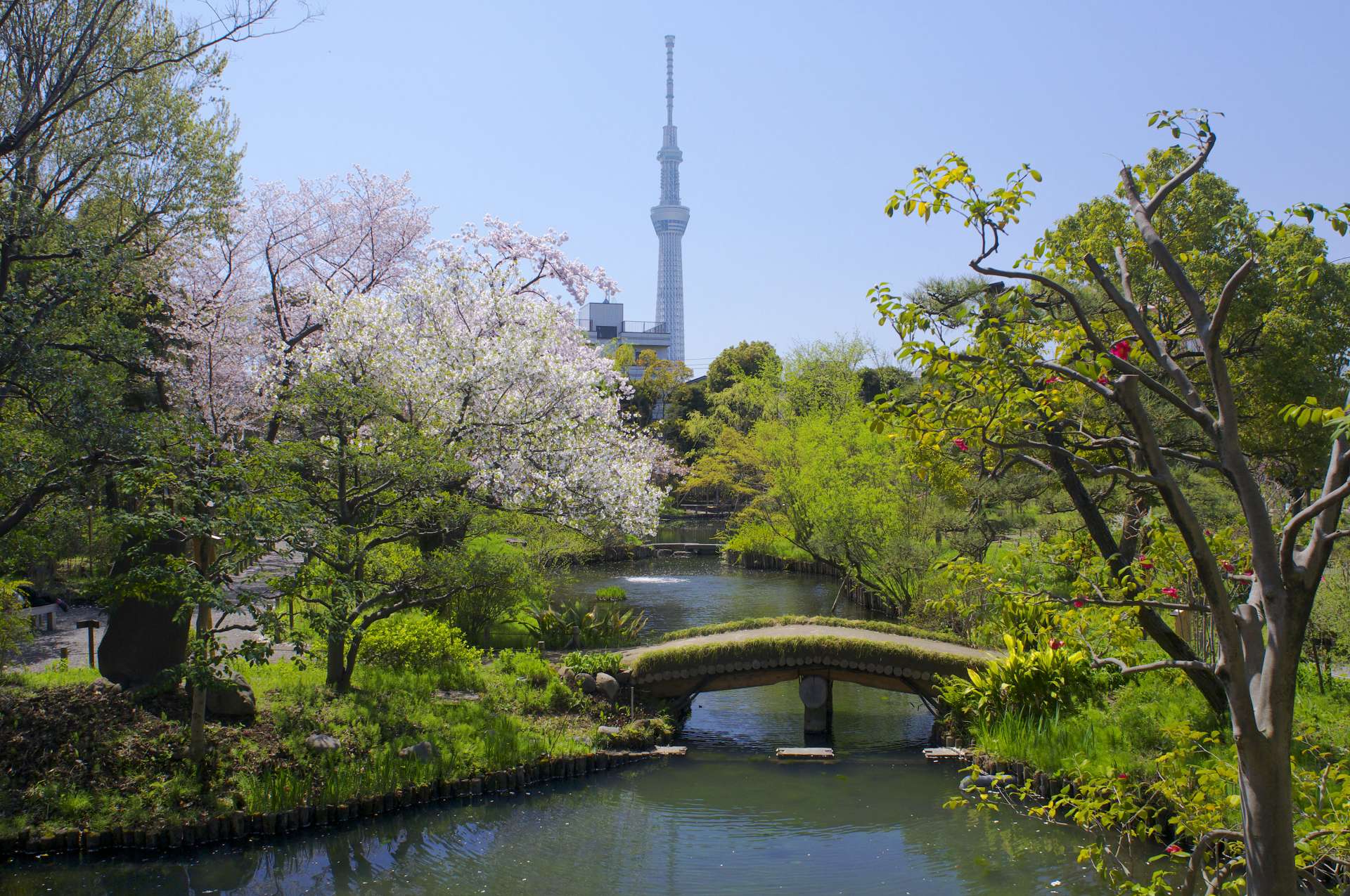 向島百花園の萩のトンネルと見頃時期！江戸の粋と歴史を徹底解剖