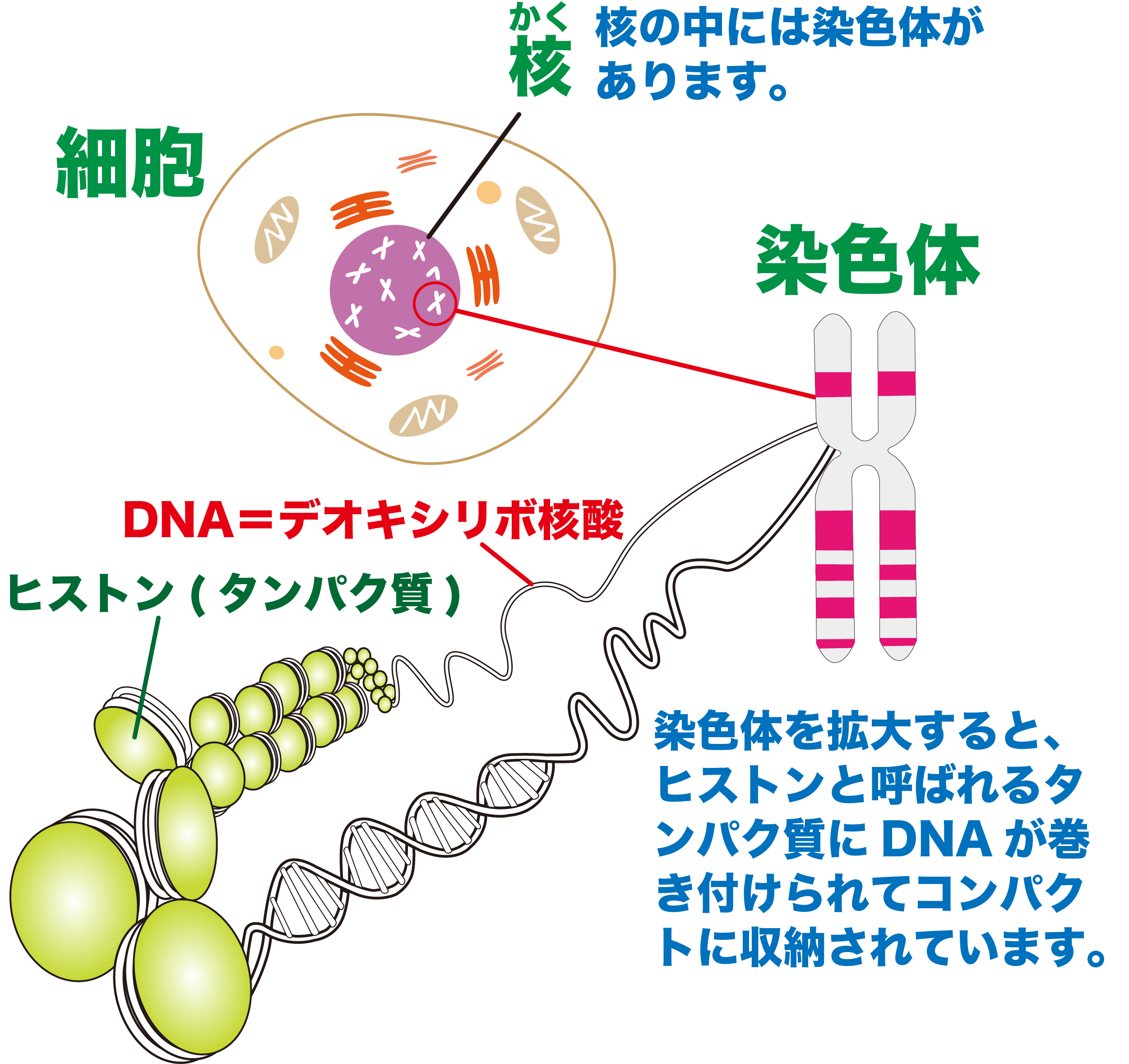 染色体とDnaの違いとは？遺伝子・ゲノムの謎と最新科学をプロが解説