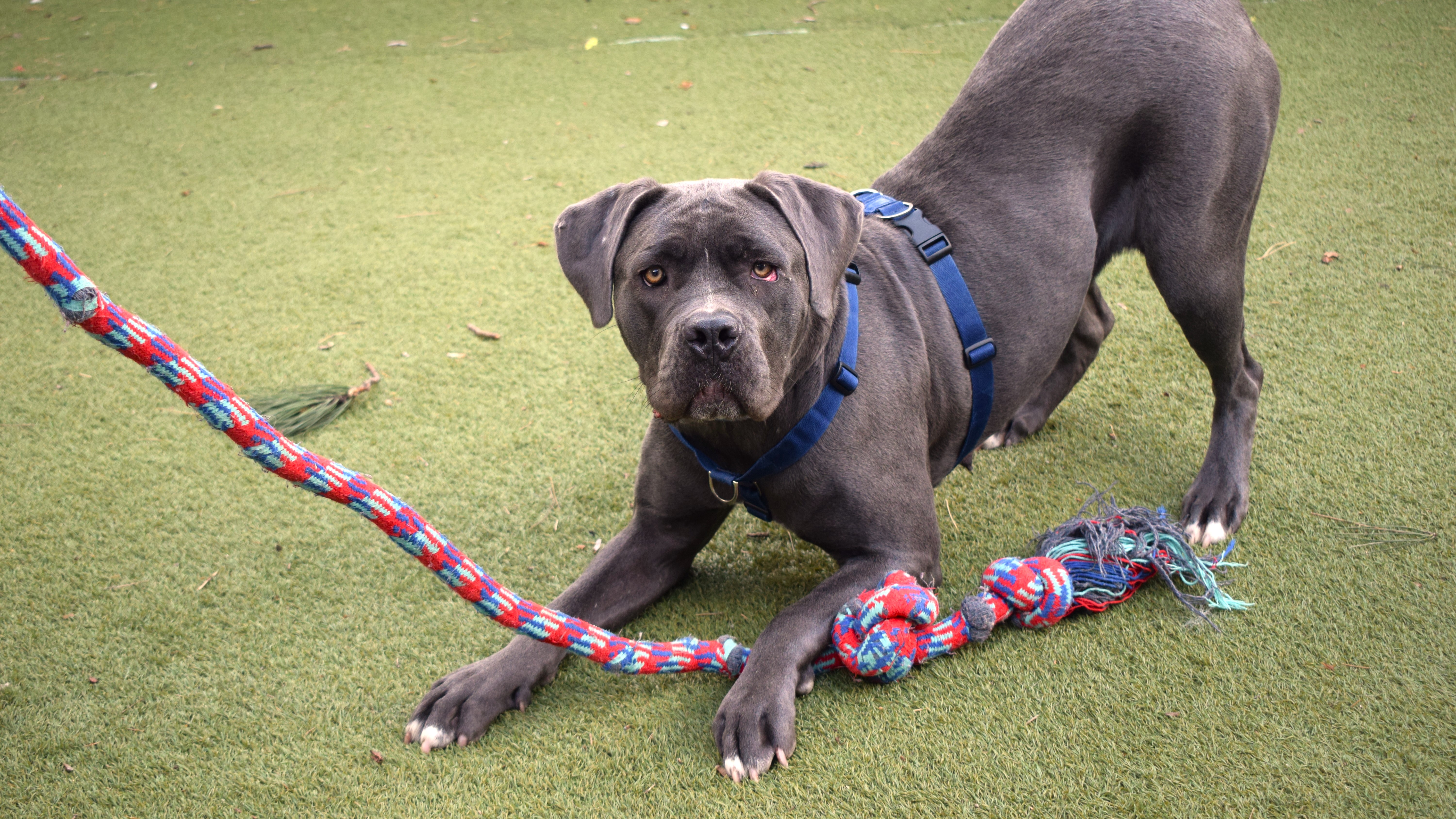 Battersea Dogs Home Aston Cane Corso