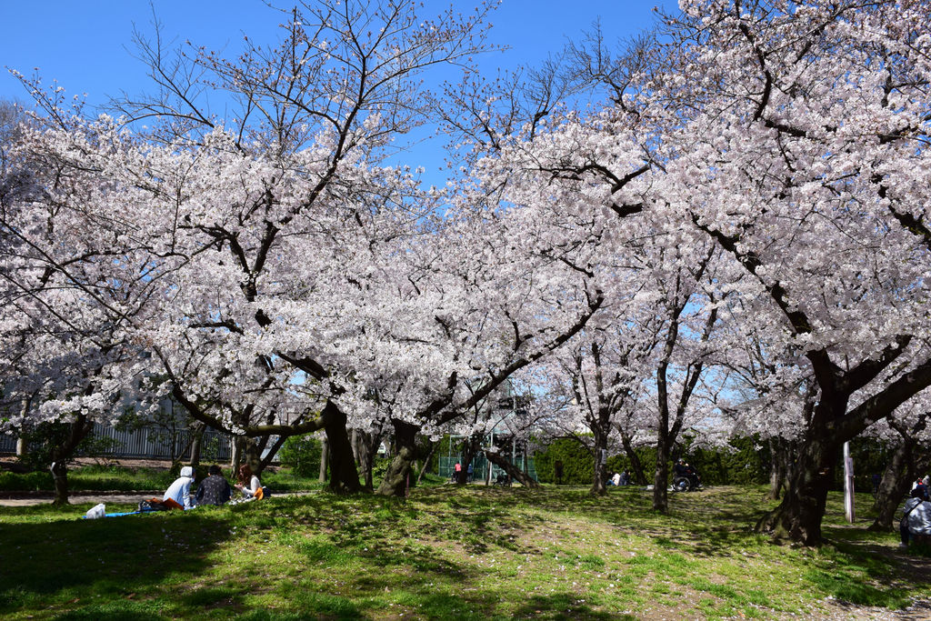 都市の喧騒を照らす歴史の深緑、大阪「住吉公園」が遂げた進化と変革の現場【2026年現地ルポ】