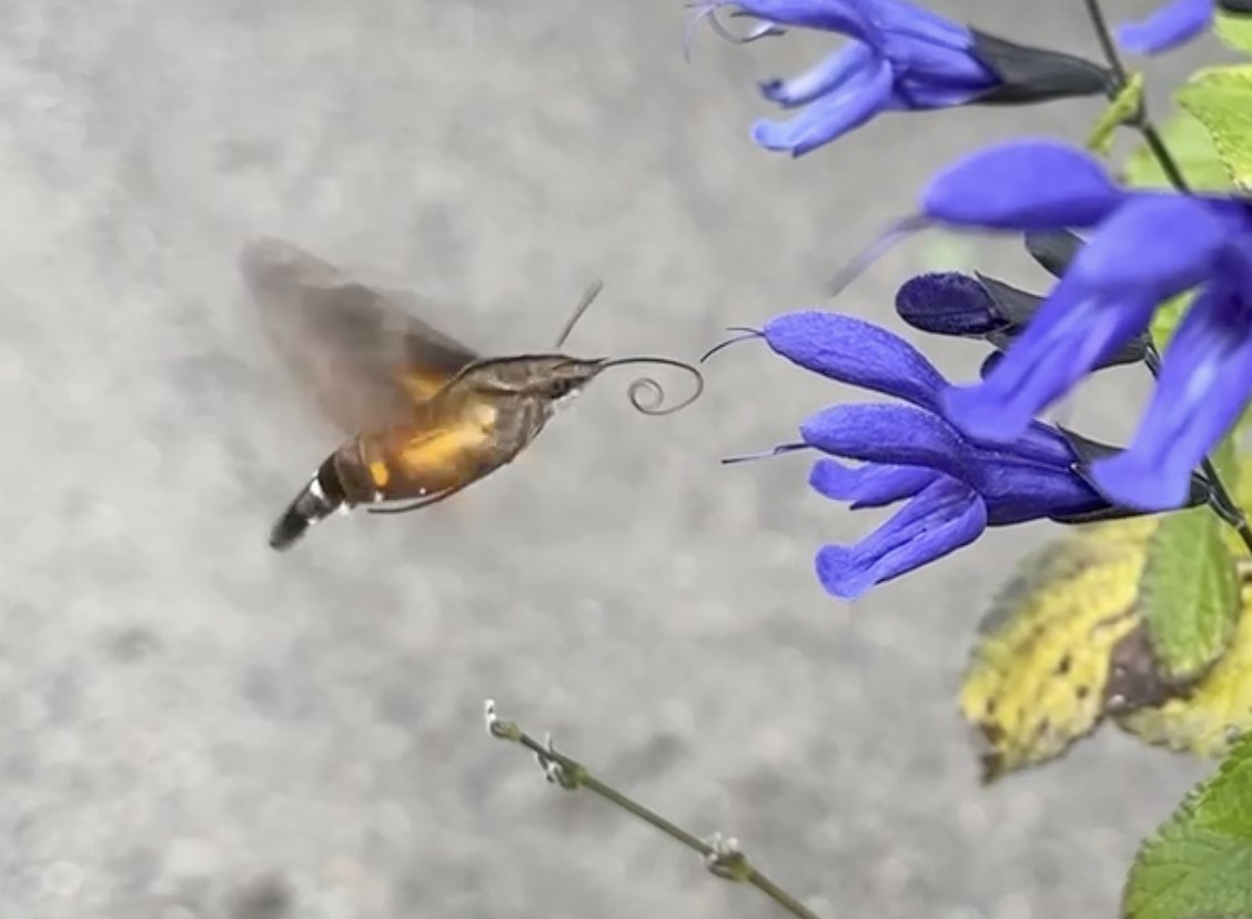 花壇で見かけるハチドリみたいな虫の正体は？毒針や刺す危険性を徹底解剖