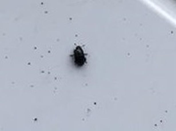 Tiny Black Beetles in House Uk