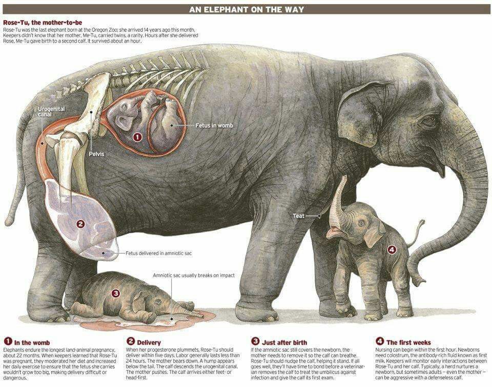 What Is the Gestation of an Elephant