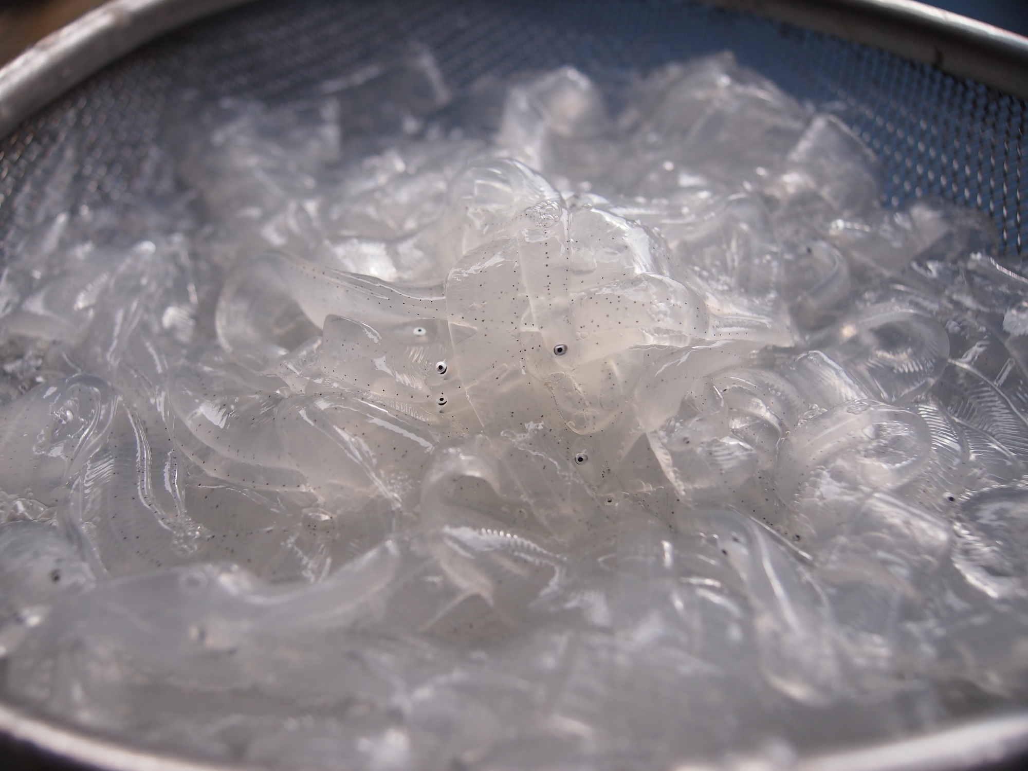 のれそれとは何の魚？旬の時期や味と食感・ポン酢での食べ方を徹底解説