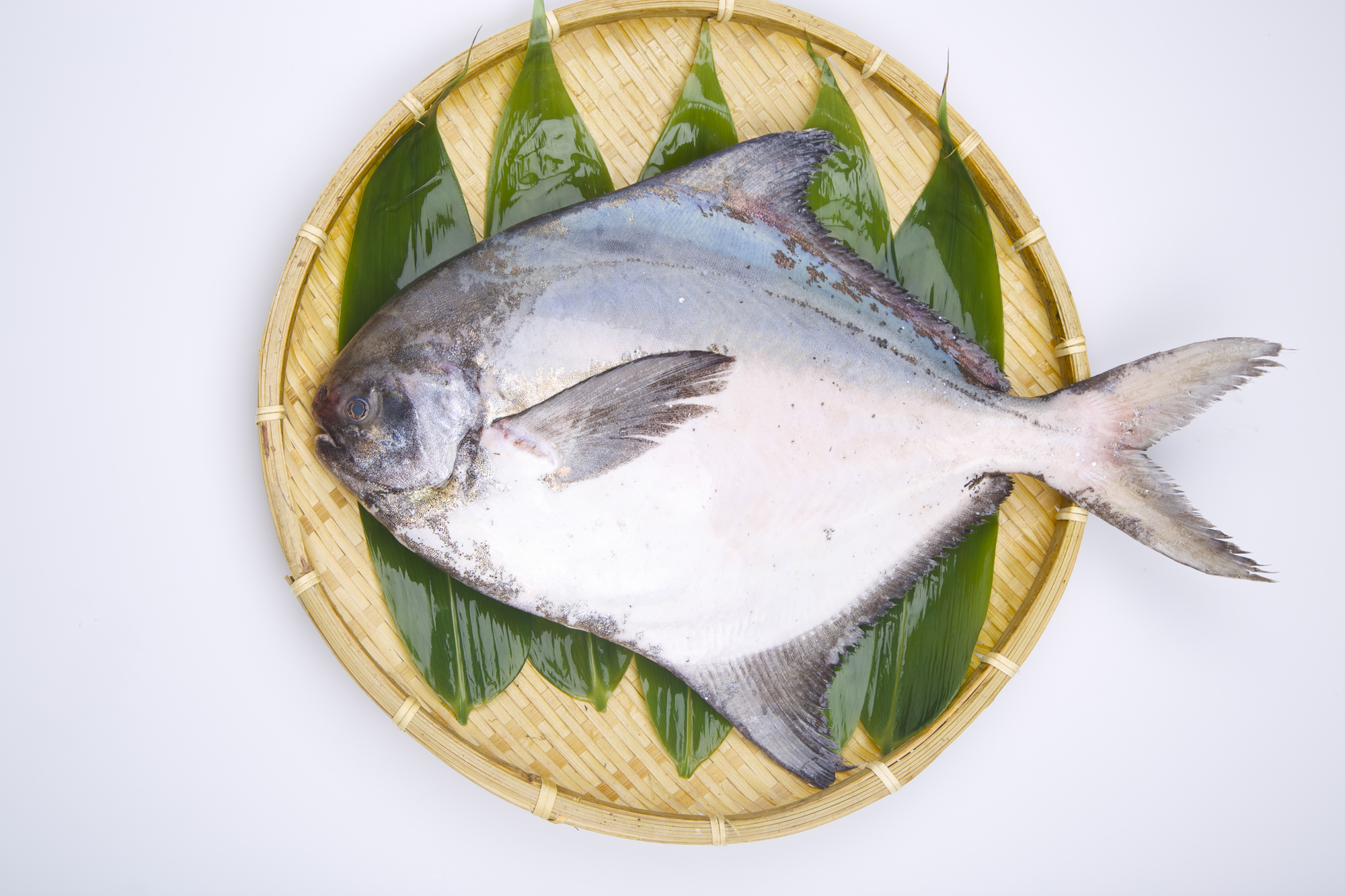 マナガツオとはどんな魚？カツオとの違いや高級魚の理由を徹底解剖