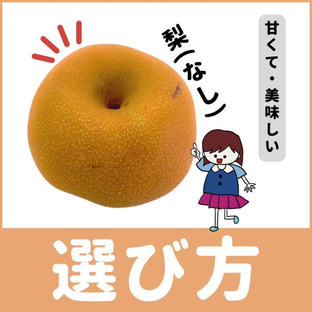 美味しい梨の見分け方！お尻の形と皮のざらつきで甘い果実を見抜く極意