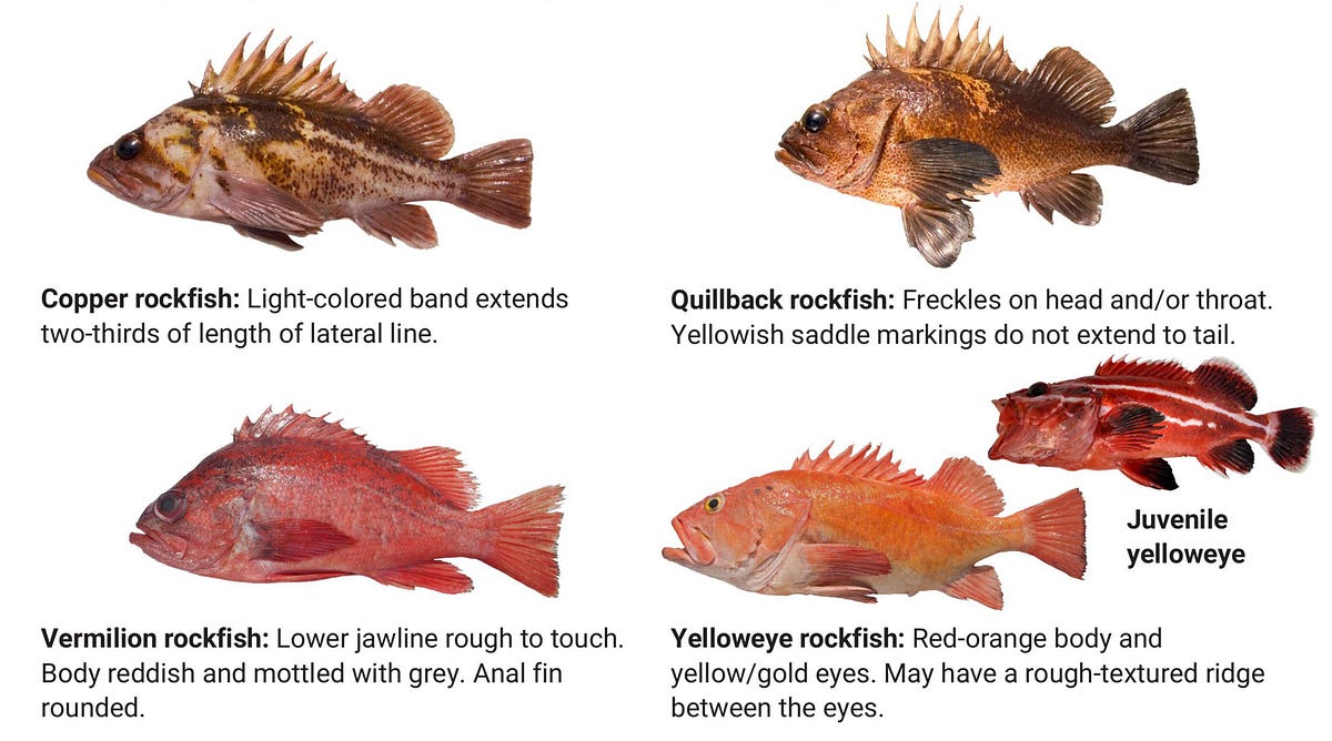 Rock Cod vs Rockfish