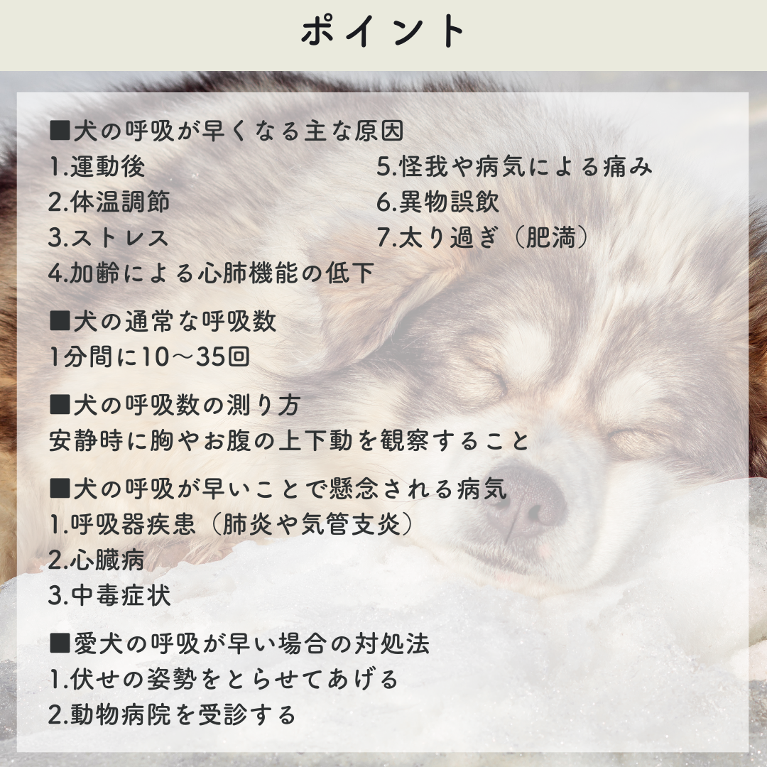 犬の呼吸が早い原因と危険サイン｜夜間救急の判断目安と命を守る対処法