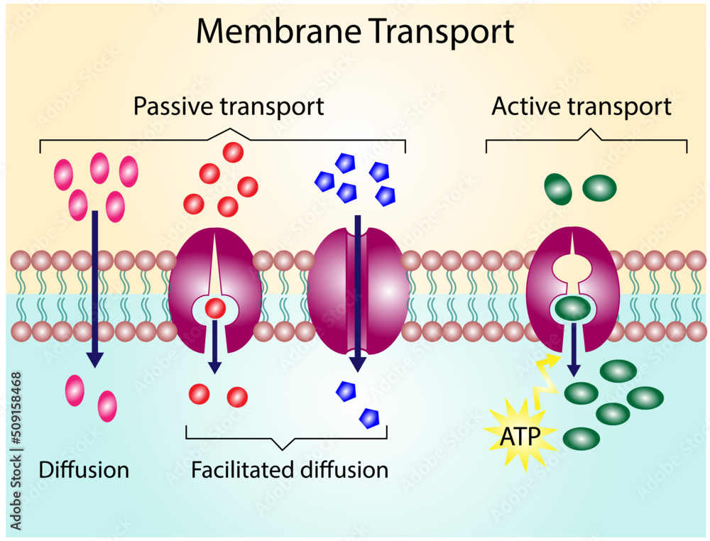 What Do Facilitated Diffusion and Active Transport Have in Common?