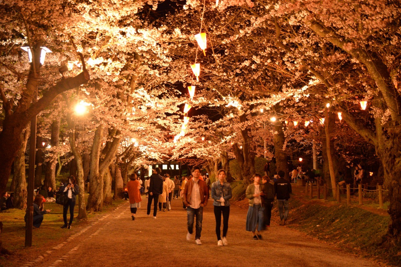 千秋公園桜まつり2026の見頃と屋台情報！混雑回避と穴場を徹底解説