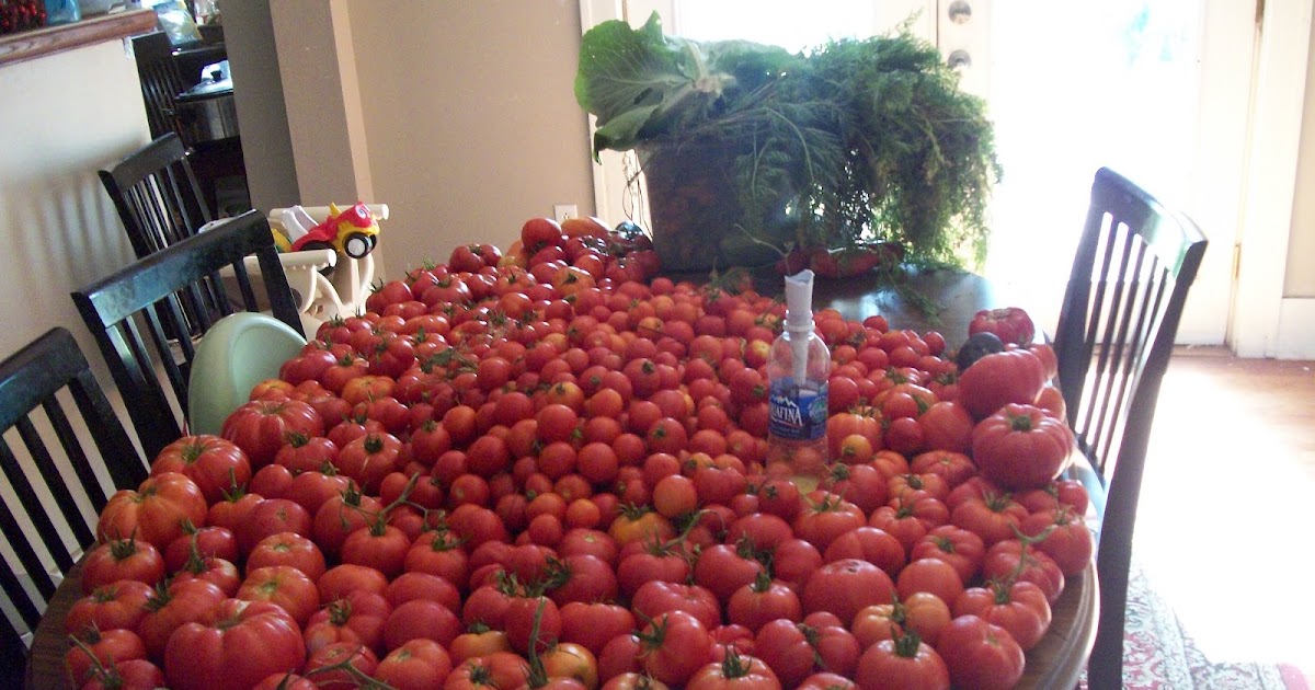 Eating Too Many Tomatoes