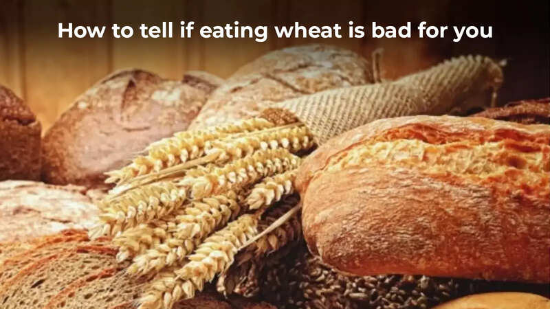 Whole Wheat Is Bad for You