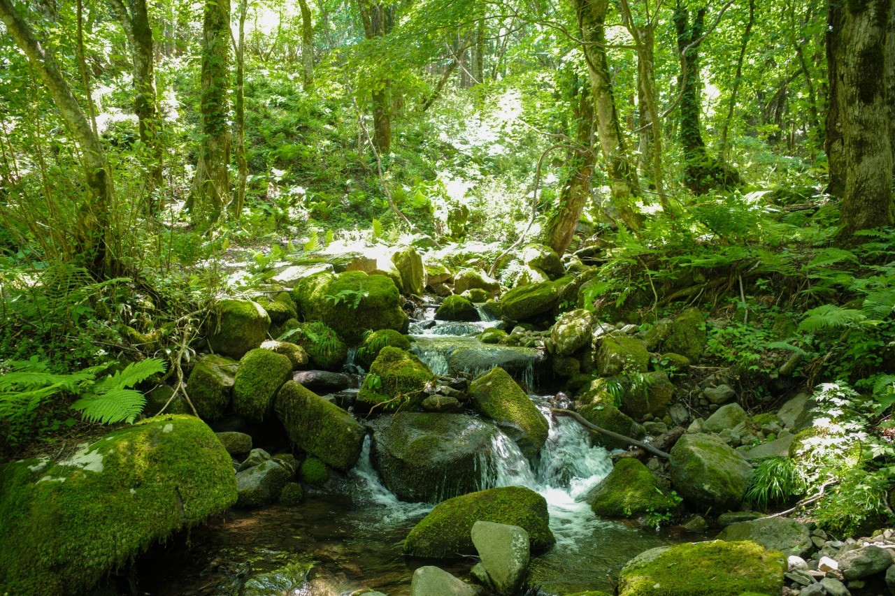 屋久島「もののけの森」名称変更の真相と2026年最新攻略ガイド