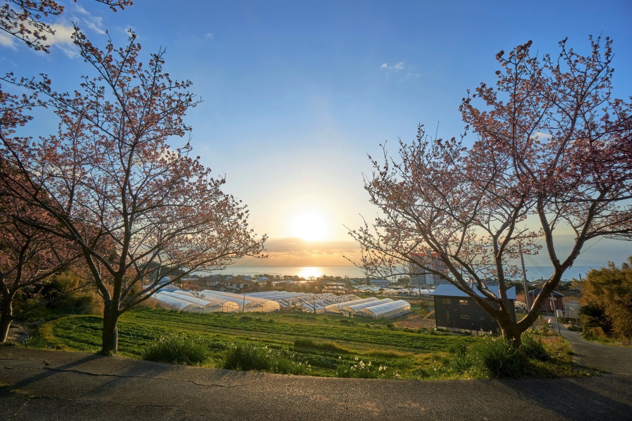 【2026最新】南房総・抱湖園の桜と水仙！絶景見頃と駐車場攻略