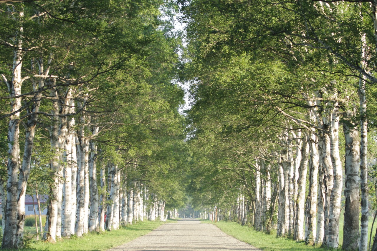十勝牧場白樺並木の現在地｜立ち入り規制の真相と絶景の歩き方