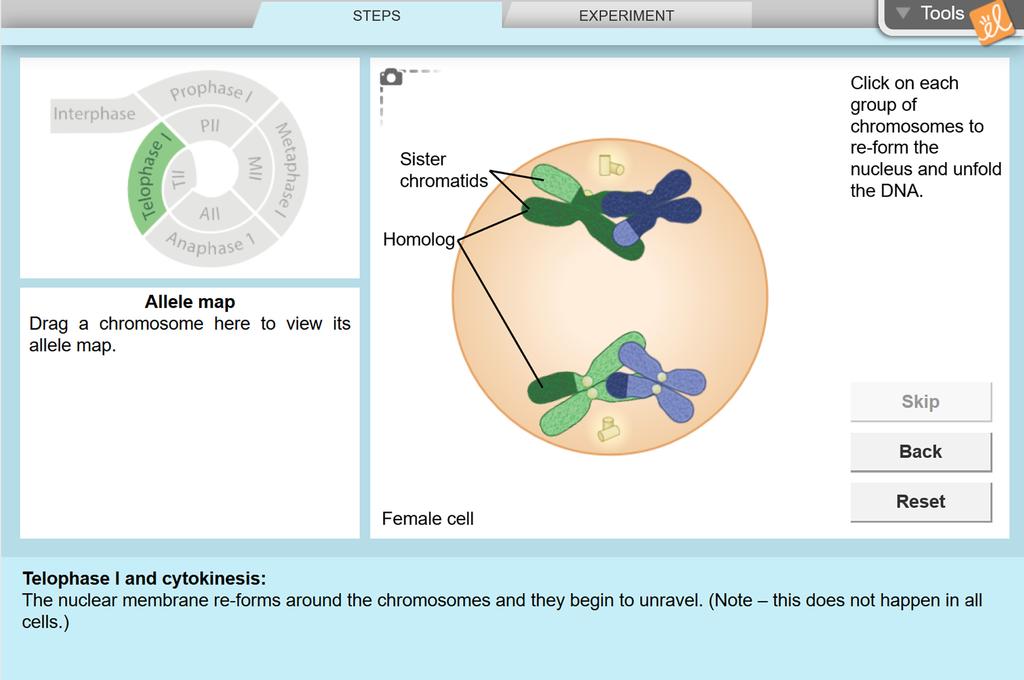 Gizmos Student Exploration Meiosis Answer Key