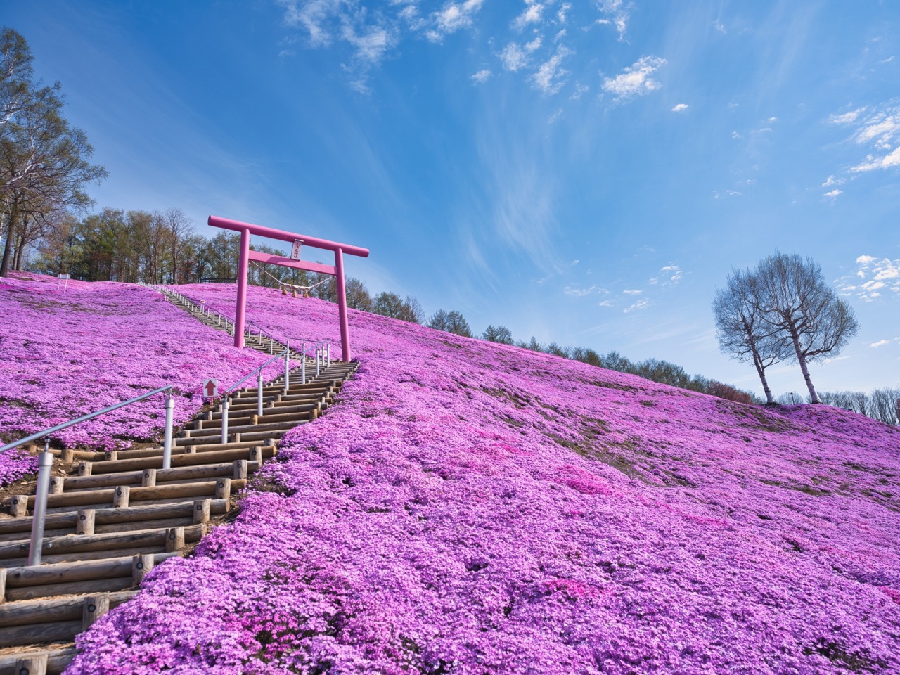 【2026】ひがしもこと芝桜公園の開花・見頃と奇跡の絶景ガイド