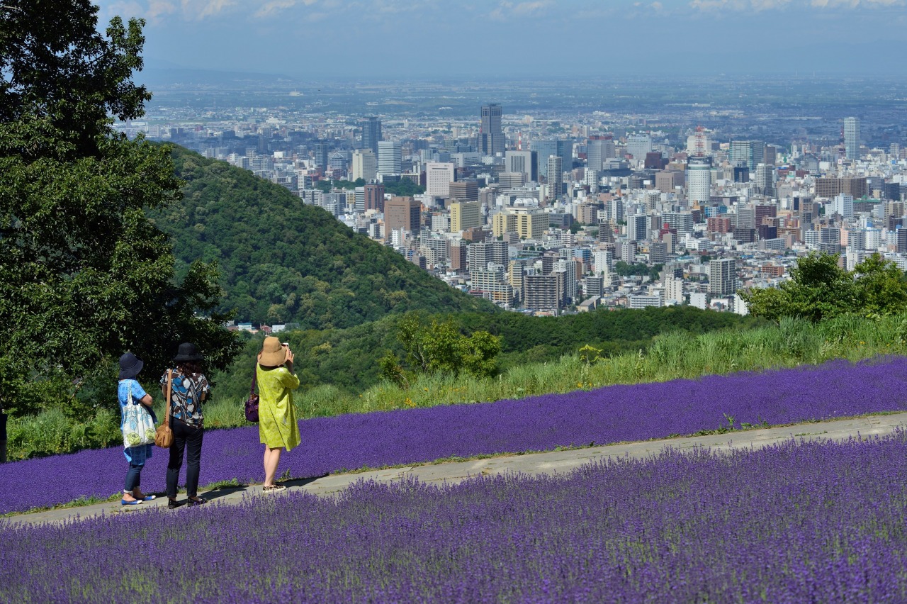 幌見峠ラベンダー園2026年の見頃は？満開時期・混雑回避と夜景攻略