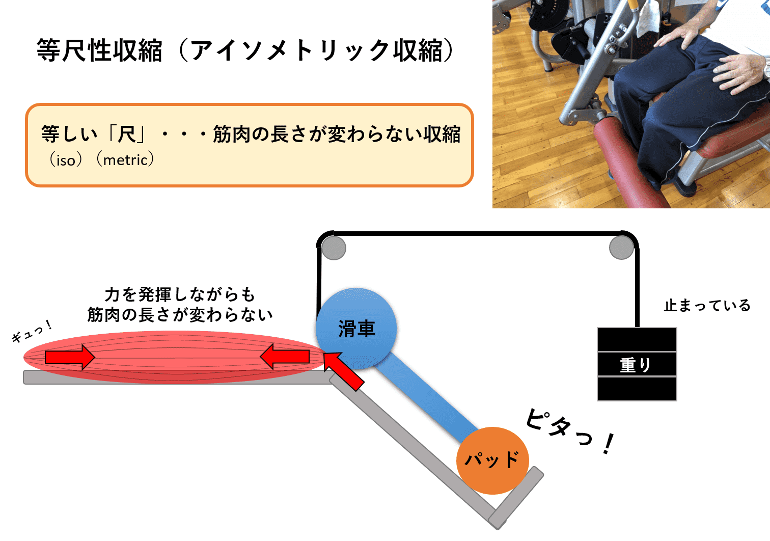 関節を動かさず血圧改善？等尺性運動の驚くべき効果と実践法まとめ