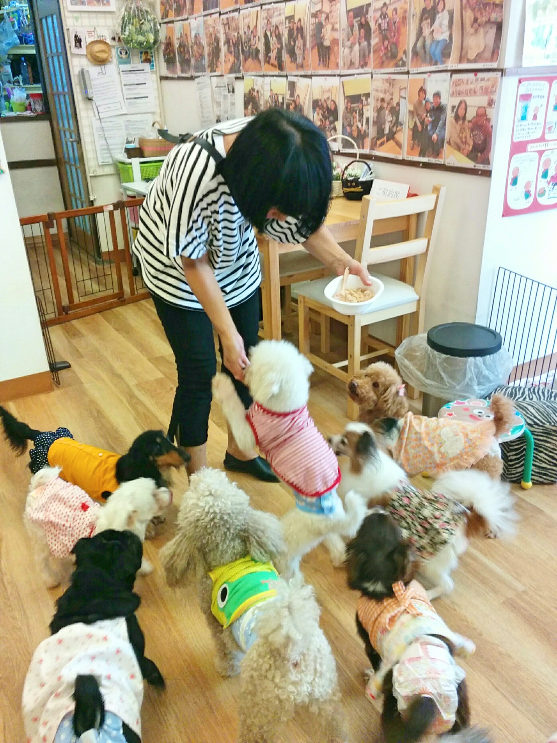 天王寺の犬カフェ決定版！てんしば愛犬同伴からふれあいまで徹底比較