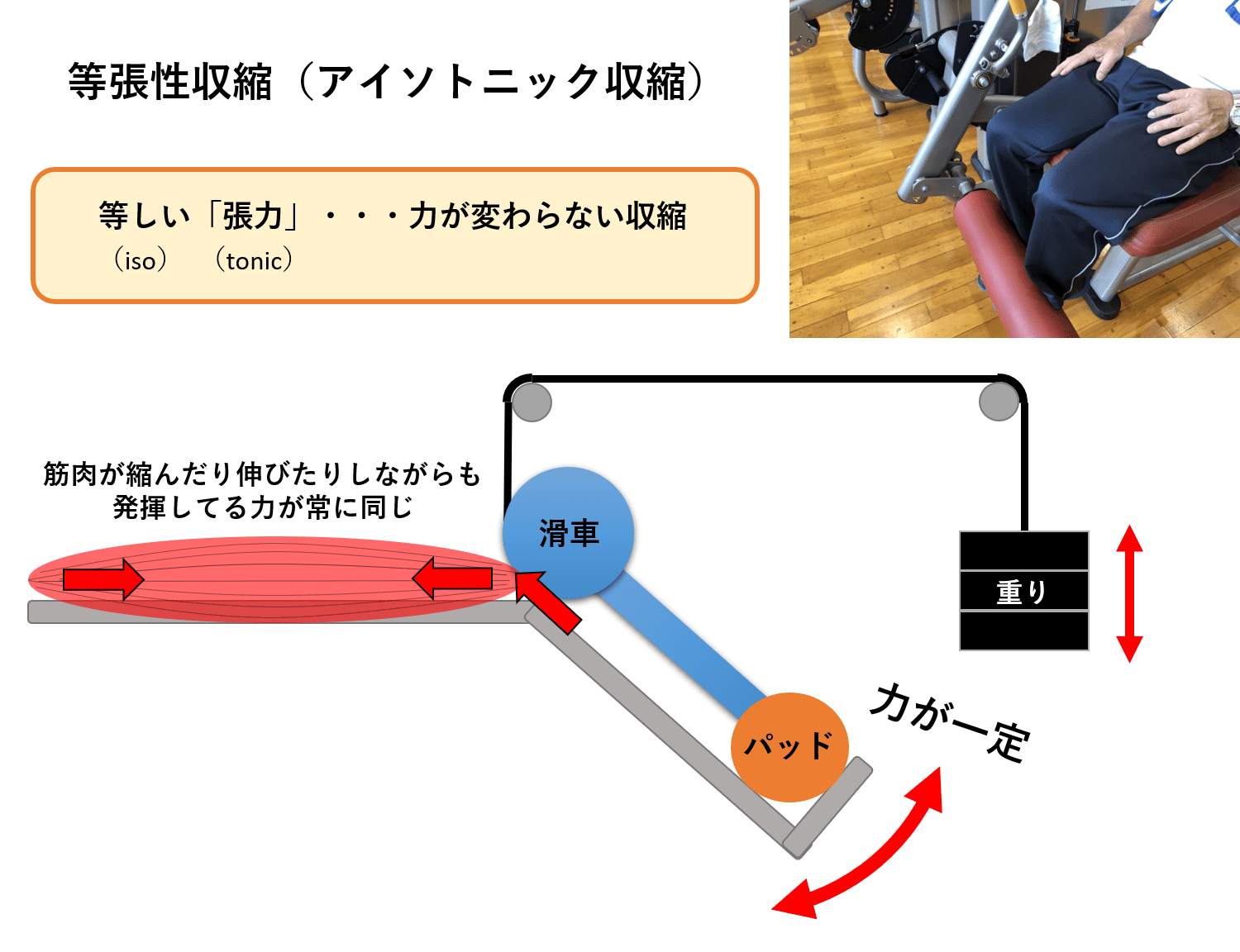 等張性収縮とは？筋肥大に効く理由と等尺性との決定的な違い【2026】