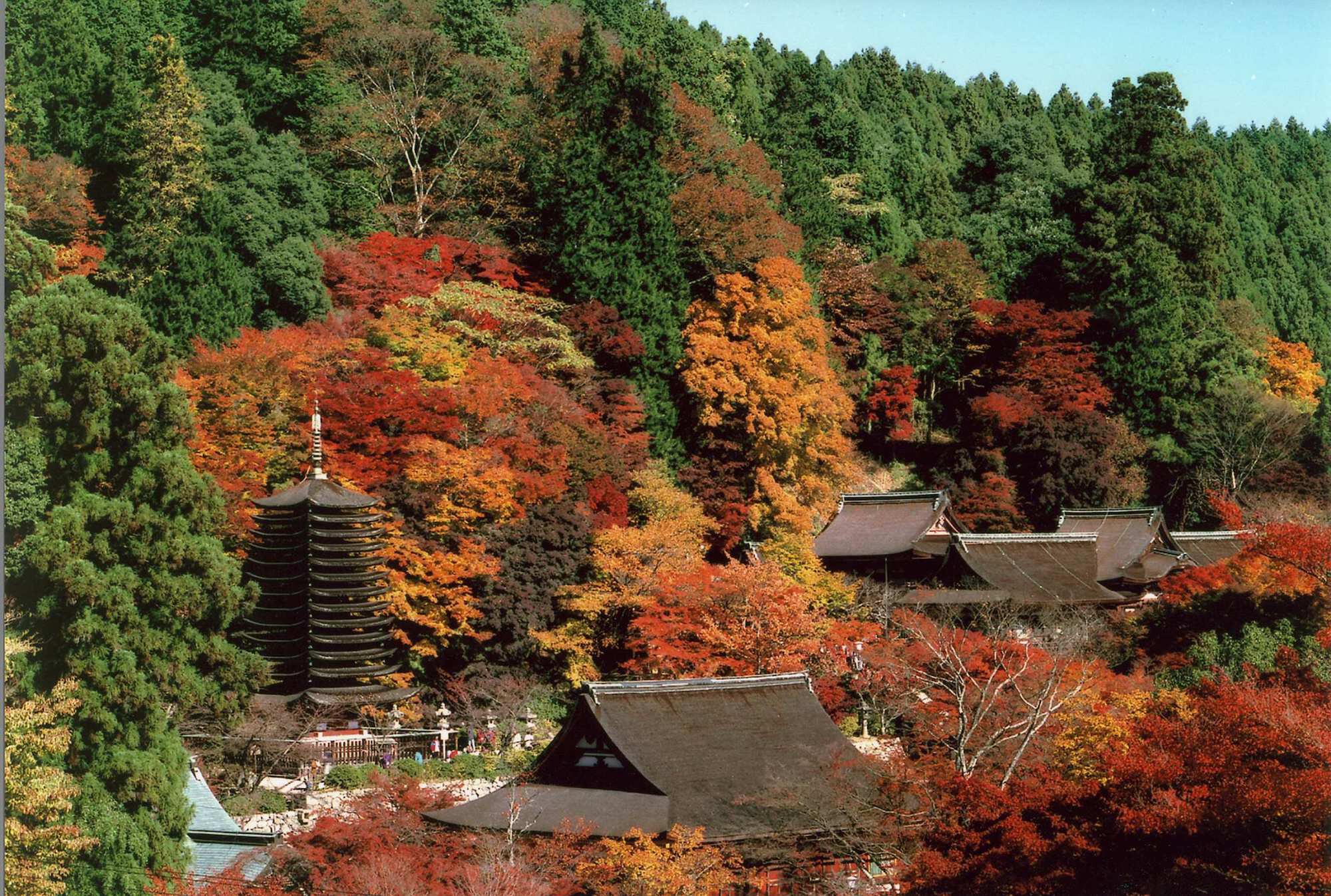 談山神社の紅葉2026完全攻略！関西屈指の絶景と混雑回避法