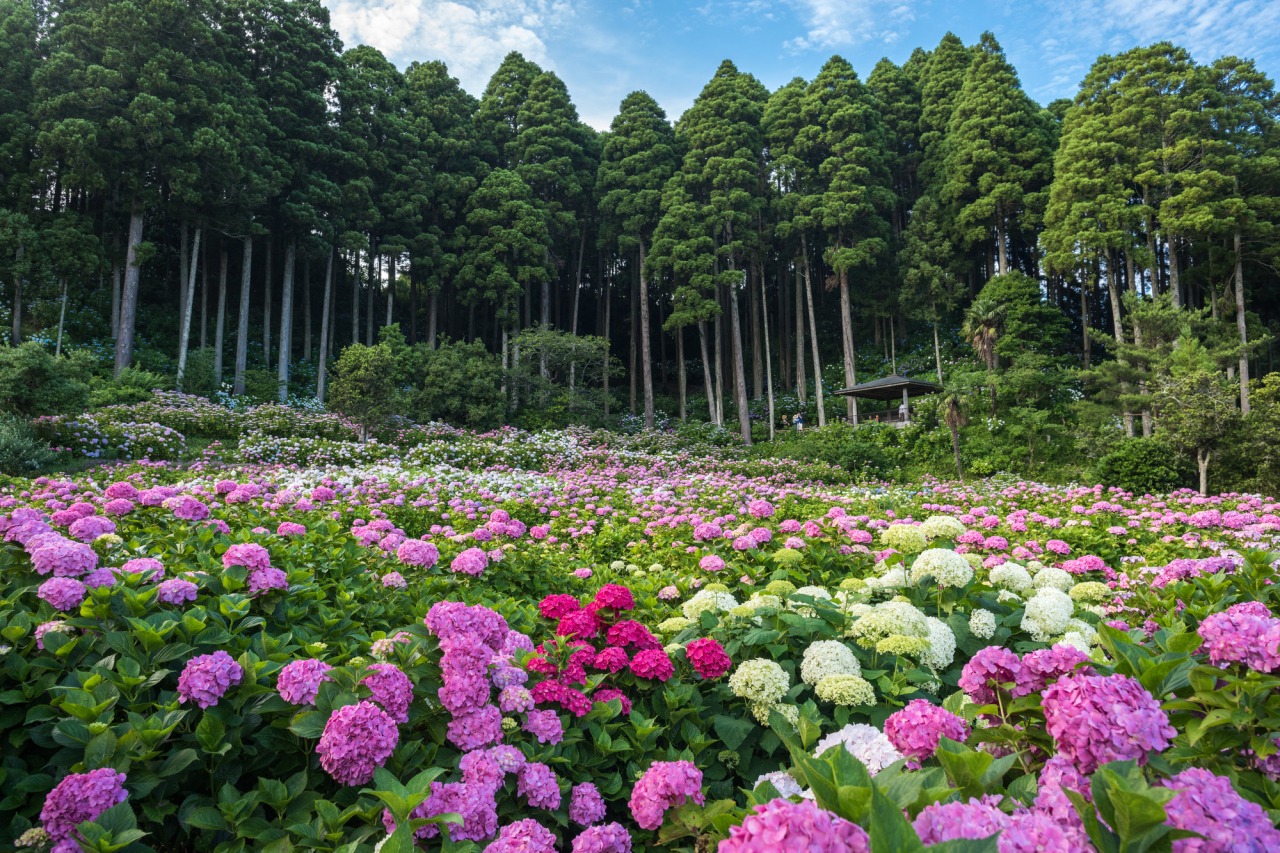 服部農園あじさい屋敷2026！見頃や開花状況・混雑回避の完全ガイド