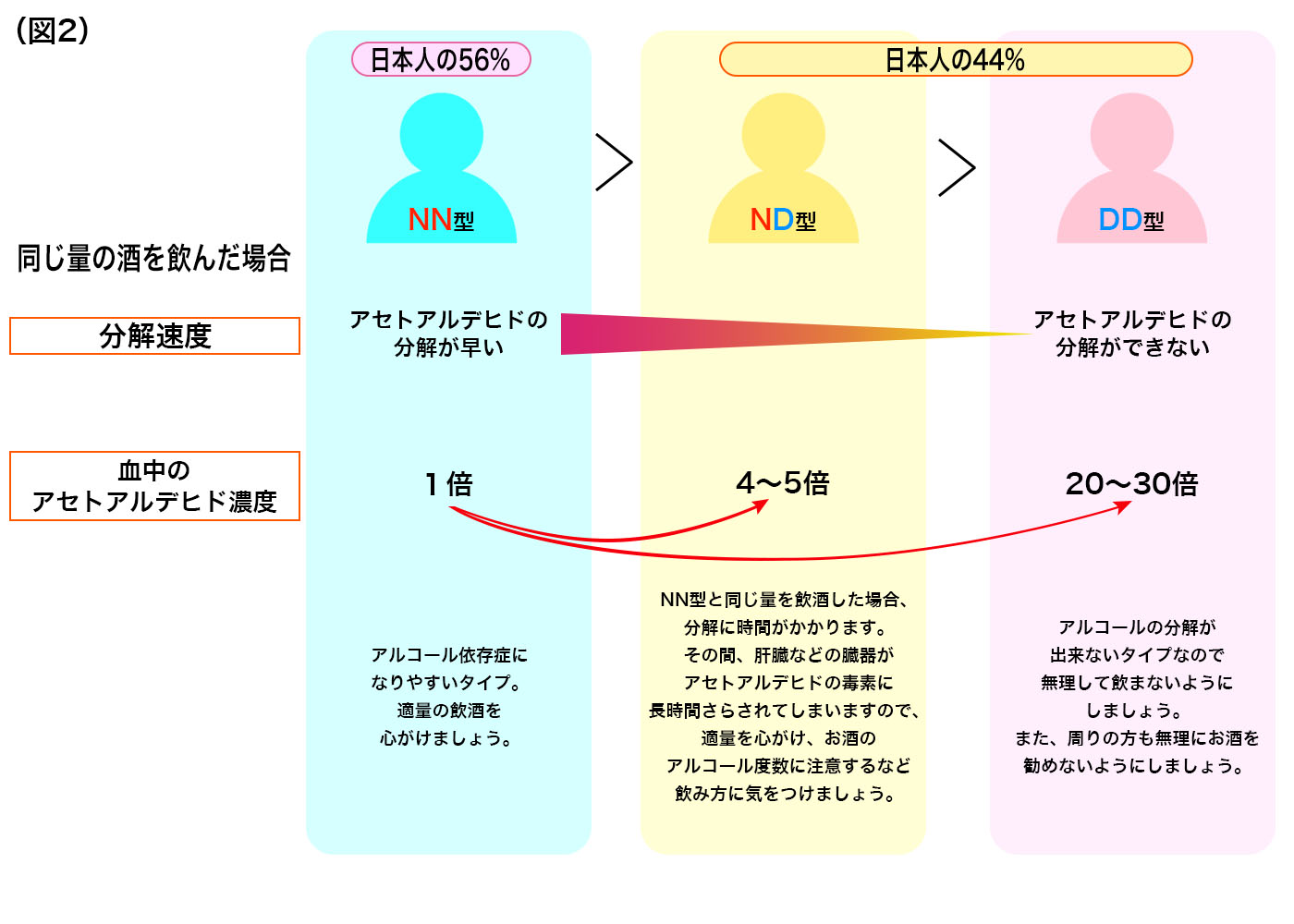 お酒が強い人の特徴とは？顔が赤くならない理由と医学的真相を解説